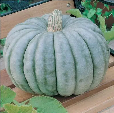 Compre Sementes Moranga Pataca Gigante