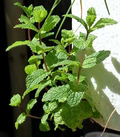 hortela 20 sementes 7468 e1495718203982