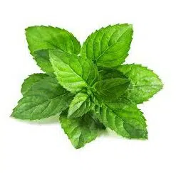 hortela 20 sementes 9678 e1495717949751