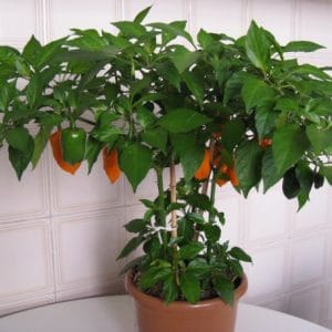 orange habanero pimenta 0196 e1495749897408