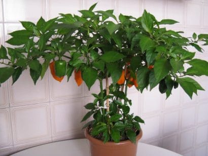 orange habanero pimenta 0196 e1495749897408