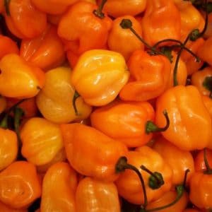 orange habanero pimenta 3785 e1495749824379