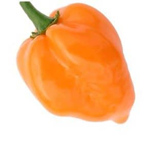 orange habanero pimenta 5221 e1495749654194