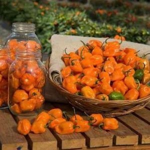 Comprar Orange Habanero Pimenta