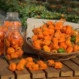 orange habanero pimenta 5589 e1495749850816