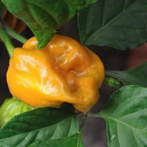 orange habanero pimenta 7325 e1495749608844