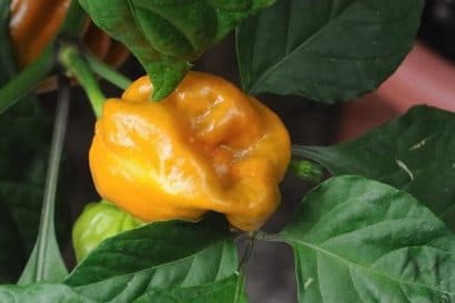 orange habanero pimenta 7325 e1495749608844