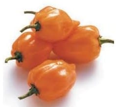 Comprar Orange Habanero Pimenta