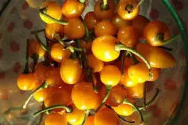 pimenta arari bode amarela 40 sementes 0405 e1495856540973