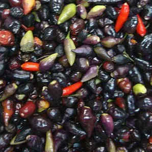 pimenta baiana 20 sementes 6669 e1495812366693