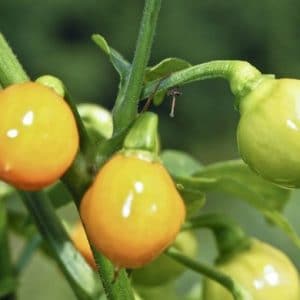 Pimenta Bode Amarela: 40 Sementes