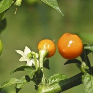 Pimenta Bode Amarela: 40 Sementes