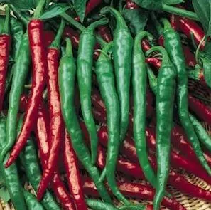 pimenta cayenne 40 sementes 2290 e1495855482651