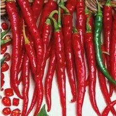 pimenta cayenne 40 sementes 9957 e1495856370128