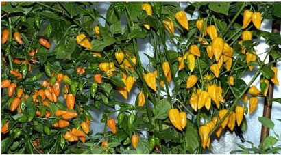 Pimenta Fatalii Chili: 10 sementes