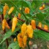 Pimenta Fatalii Chili: 10 sementes