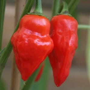Pimenta Habanero Tasmanian Red (Raridade): 10 sementes