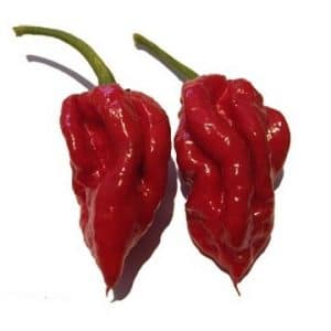 pimenta habanero tasmanian red raridade 10 sementes 8616 e1495740410475