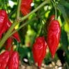 pimenta hot pepper lanternimportada 20 sementes 0181 e1495808261105
