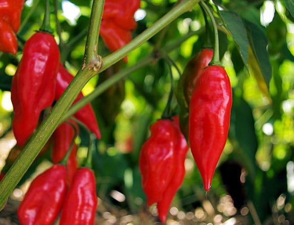 pimenta hot pepper lanternimportada 20 sementes 0181 e1495808261105