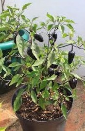 pimenta hungarian black 20 sementes 4688 e1495808216273