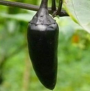 pimenta hungarian black 20 sementes 7291 e1495808168367