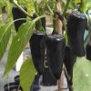 Pimenta Hungarian Black: 20 sementes