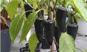 Pimenta Hungarian Black: 20 sementes