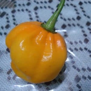 pimenta jamaican yellow 20 sementes 3920 e1495806684452