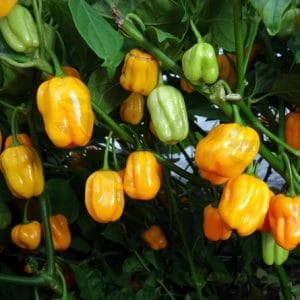 pimenta jamaican yellow 20 sementes 7393 e1495807198715