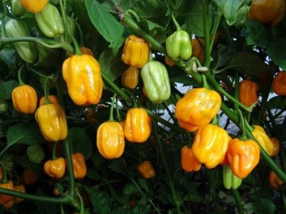 Pimenta Jamaican Yellow: 20 sementes