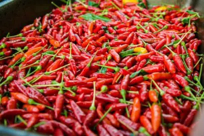 pimenta malagueta 60 sementes 5 3 e1495854249746