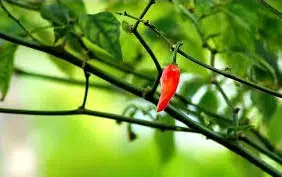 pimenta malagueta 60 sementes 5 e1495854499959