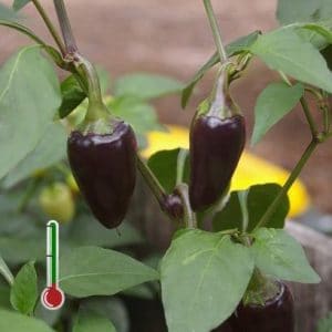 pimenta mulato isleno 20 sementes 3482 e1495749982985