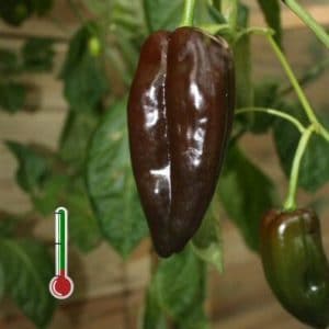 Pimenta Mulato Isleno: 20 sementes
