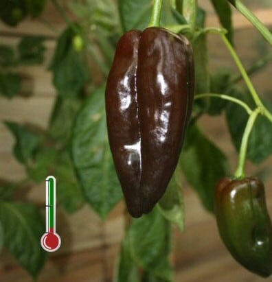 Pimenta Mulato Isleno: 20 sementes