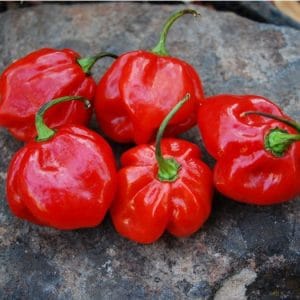 pimenta red habanero sementes 0217 e1495808633100