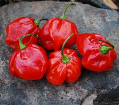 pimenta red habanero sementes 0217 e1495808633100