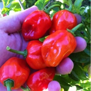 pimenta red habanero sementes 1861 e1495808432692