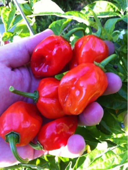 pimenta red habanero sementes 1861 e1495808432692