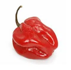 pimenta red habanero sementes 2347 e1495808518212