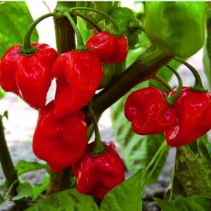 pimenta red habanero sementes 2713 e1495808587890