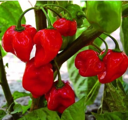 pimenta red habanero sementes 2713 e1495808587890