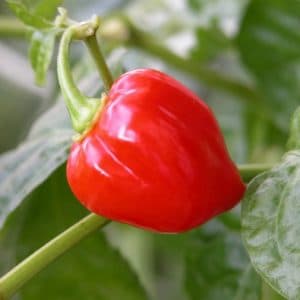 pimenta red habanero sementes 4378 e1495808304920