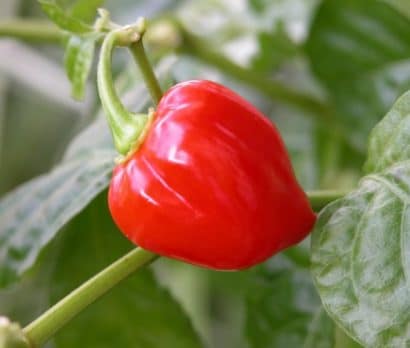 pimenta red habanero sementes 4378 e1495808304920