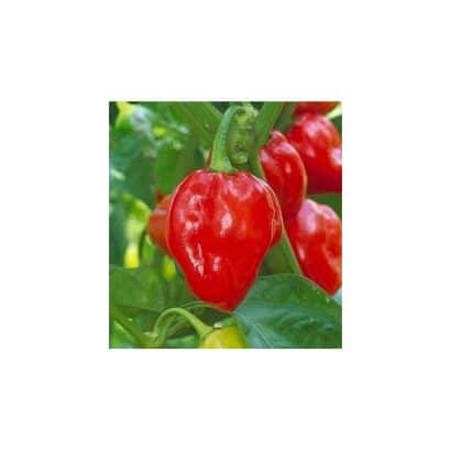 pimenta red habanero sementes 5325