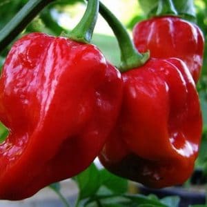 pimenta red habanero sementes 5829 e1495808734516