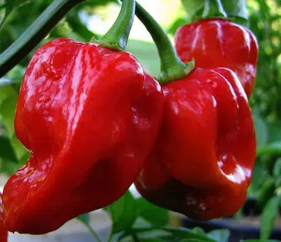 pimenta red habanero sementes 5829 e1495808734516