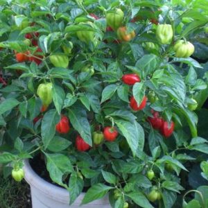 pimenta red habanero sementes 7139 e1495808779998