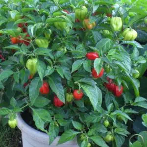 pimenta red habanero sementes 7139 e1495808779998
